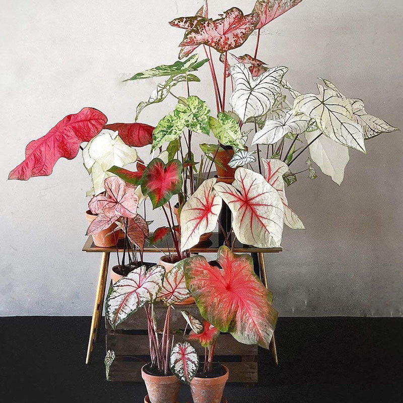 彩叶芋盆栽白色恋人甜心飞溅花叶芋客厅阳台净化空气耐热露露花园,淘宝优惠券,粉丝福利购,淘宝优惠卷