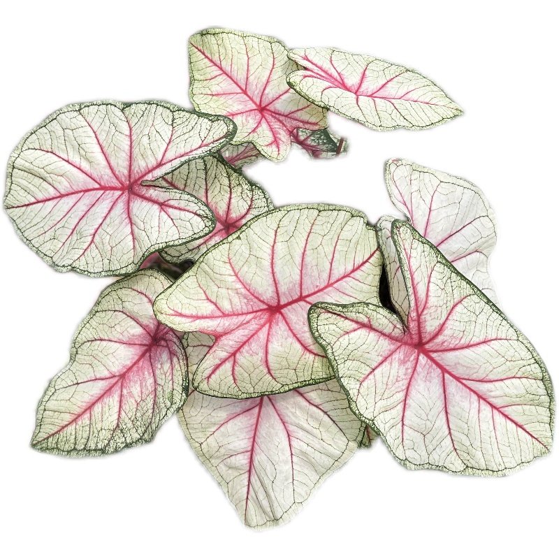 彩叶芋盆栽白色恋人甜心飞溅花叶芋客厅阳台净化空气耐热露露花园,淘宝优惠券,粉丝福利购,淘宝优惠卷