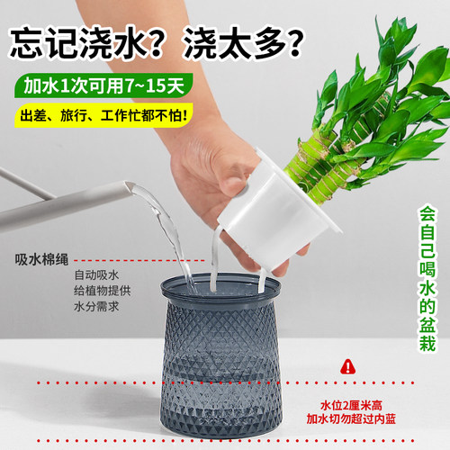 富贵竹盆栽招财竹步步高办公室内水培植物四季好养易活桌面绿植 - 图0