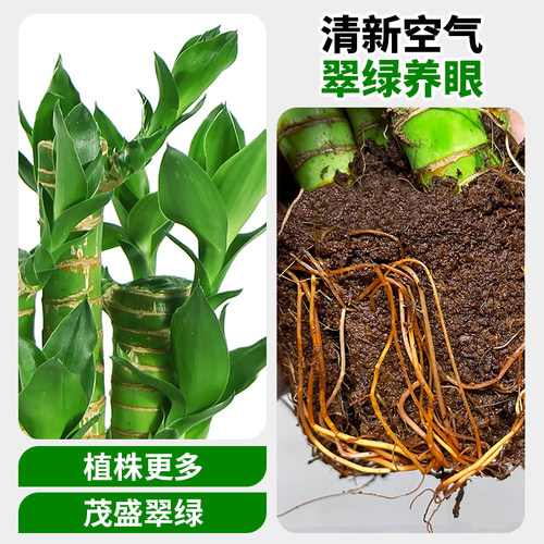 富贵竹盆栽招财竹步步高办公室内水培植物四季好养易活桌面绿植 - 图1