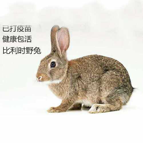 自家养殖比利时肉兔新西兰白兔中华黑兔一只包邮保健康售后服务 - 图3
