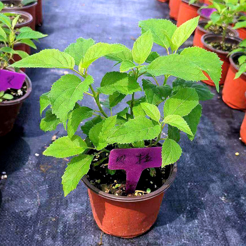 粉色贝拉安娜贝拉乔木绣球花苗花圃植物室外耐寒庭院花卉盆栽绣球,淘宝优惠券,粉丝福利购,淘宝优惠卷