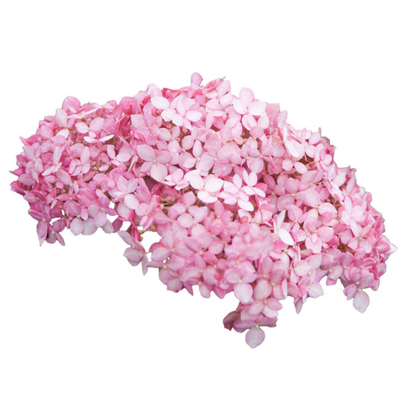 粉色贝拉安娜贝拉乔木绣球花苗花圃植物室外耐寒庭院花卉盆栽绣球,淘宝优惠券,粉丝福利购,淘宝优惠卷