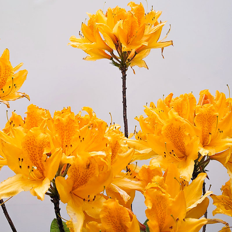 裸心花园黄花杜鹃盆栽苗木羊踯躅落叶稀有灌木花园庭院花卉植物-图0