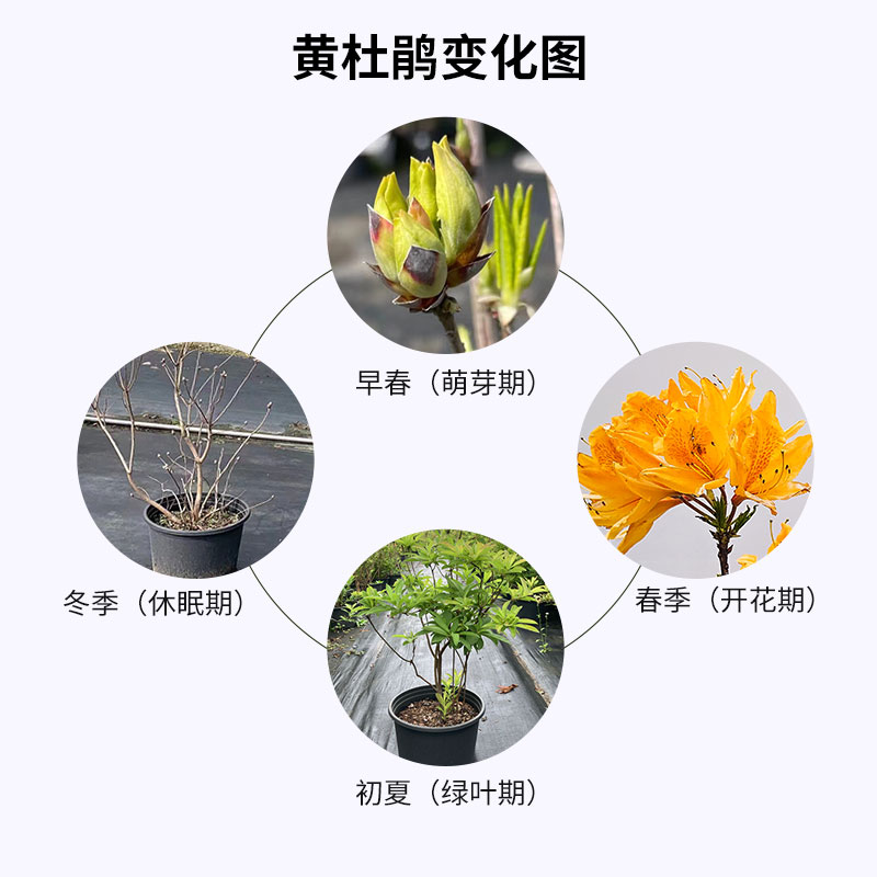 裸心花园黄花杜鹃盆栽苗木羊踯躅落叶稀有灌木花园庭院花卉植物-图3