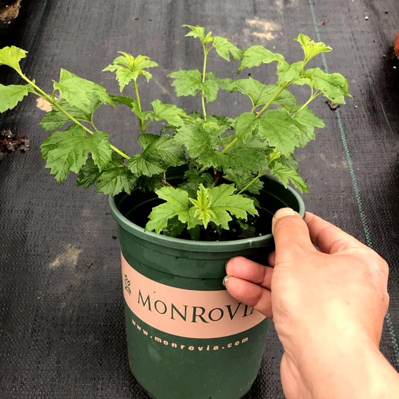 裸心花园欧洲木绣球玫瑰盆栽苗进口树苗木本树绣球花苗花卉植物 - 图0