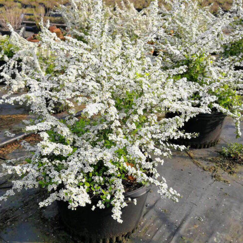 喷雪花盆栽苗大苗庭院花园花卉植物笑魇花重瓣 线叶绣线菊雪柳 - 图0