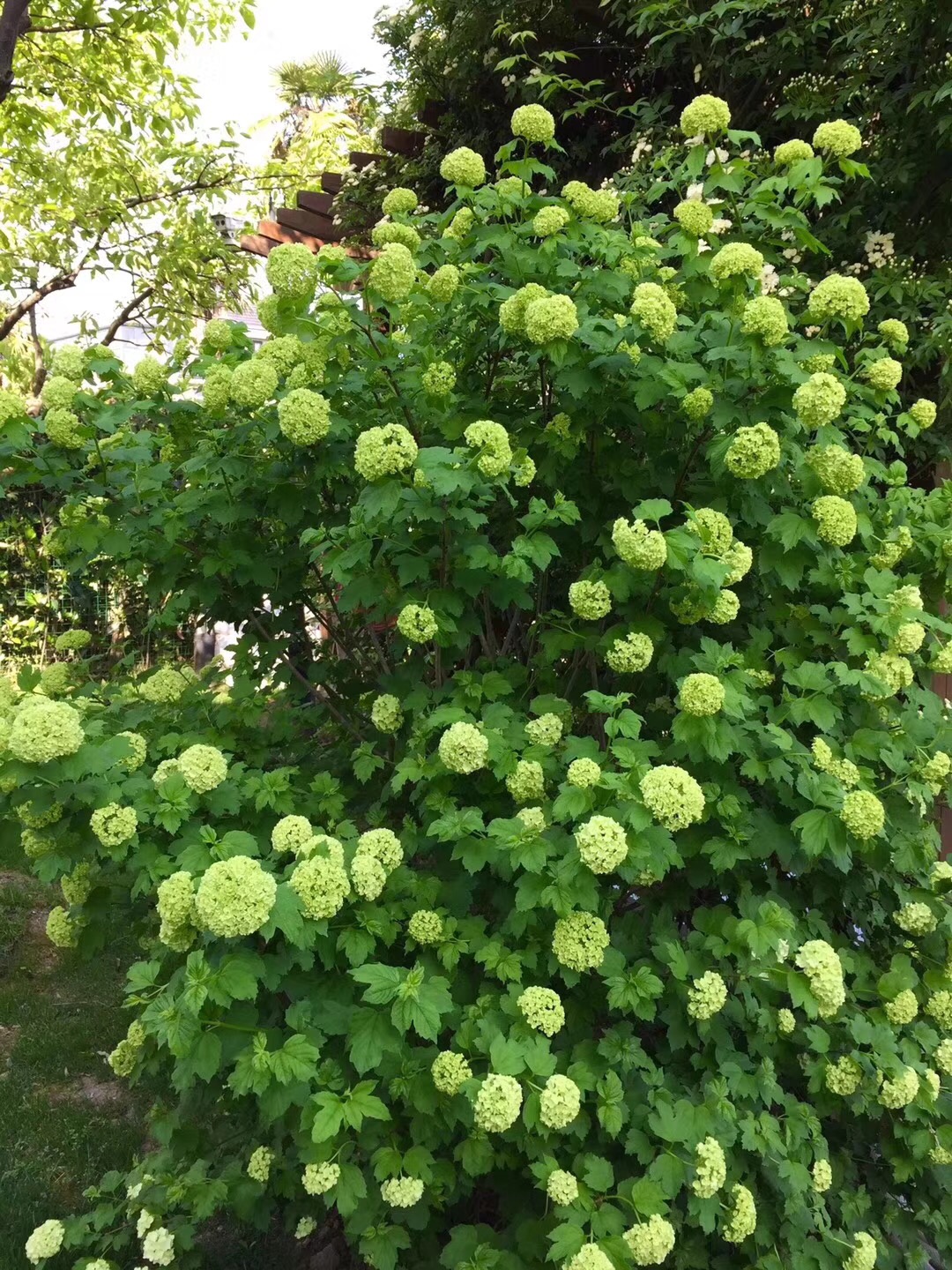 裸心花园欧洲木绣球玫瑰盆栽苗进口树苗木本树绣球花苗花卉植物-图1