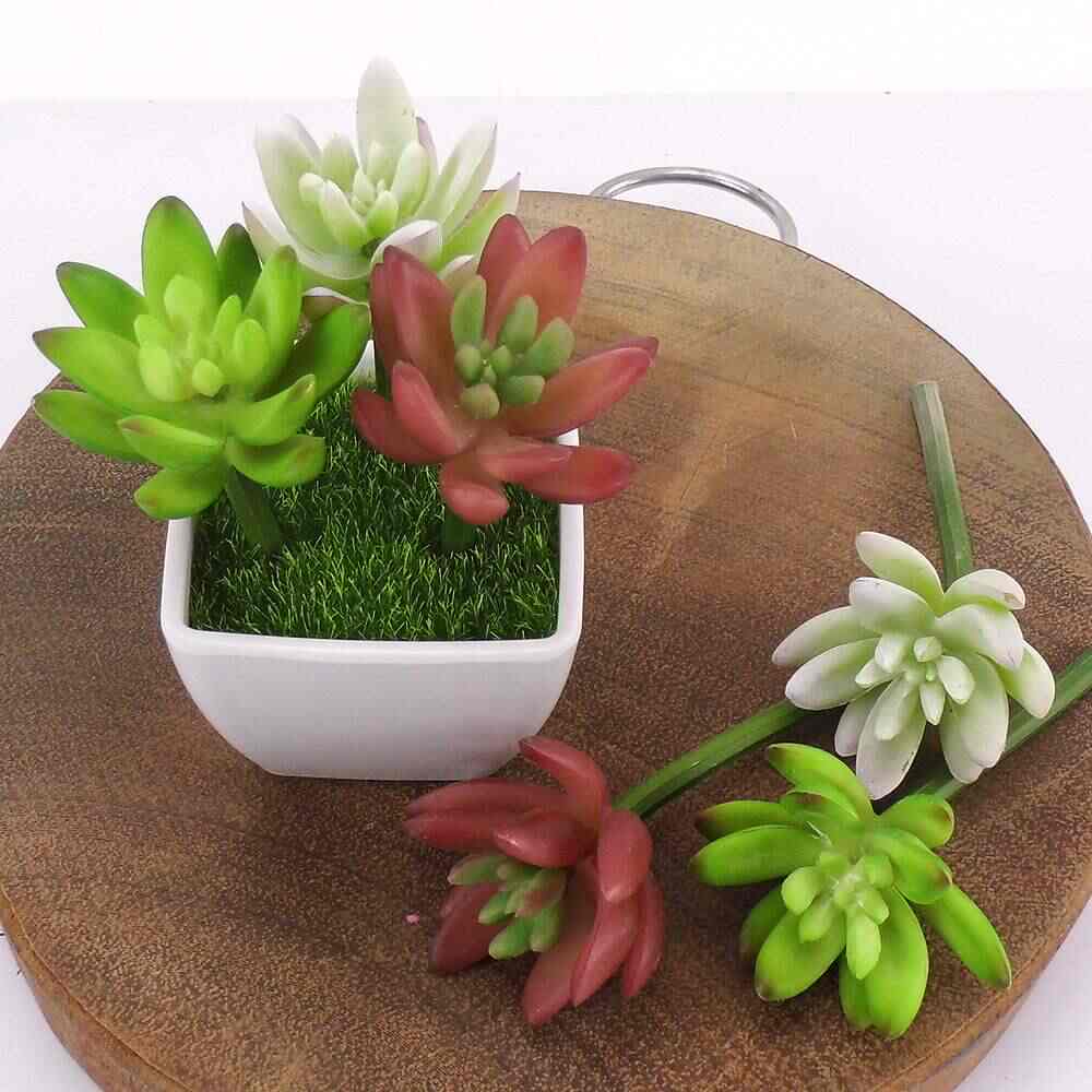 多肉雪莲多肉 新人首单立减十元 21年8月 淘宝海外