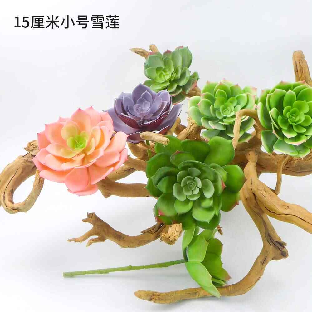 多肉雪莲多肉 新人首单立减十元 21年8月 淘宝海外