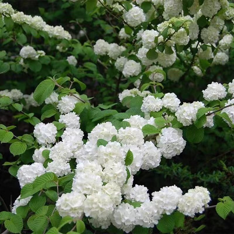 【中华木绣球】宙斯花园庭院露台耐热耐寒网红大花绣球苗植物盆栽,淘宝优惠券,粉丝福利购,淘宝优惠卷