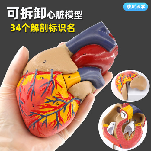 1:1人体心脏解剖模型 B超彩超可拆卸自然大心脏医学教学模型 - 图0