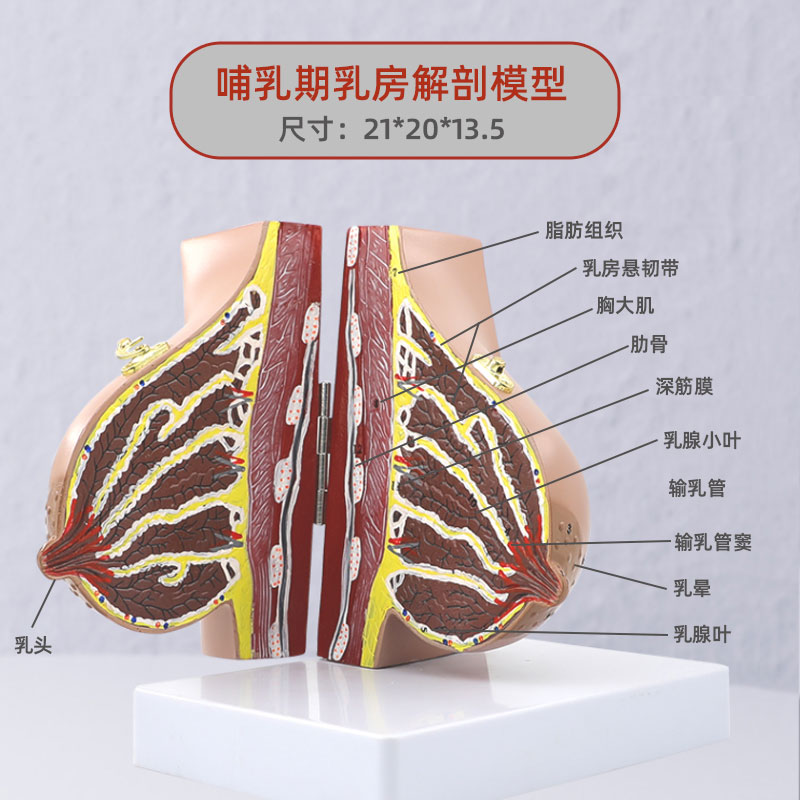 哺乳期乳房模型胸部解剖乳房结构造乳房乳腺病变模型催乳师教具 - 图1