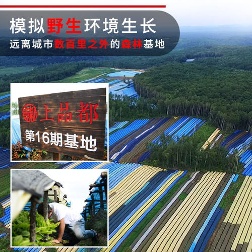 长白山正品 红参片人参红叁g切片无糖东北官方旗舰店高丽参别直参 - 图0