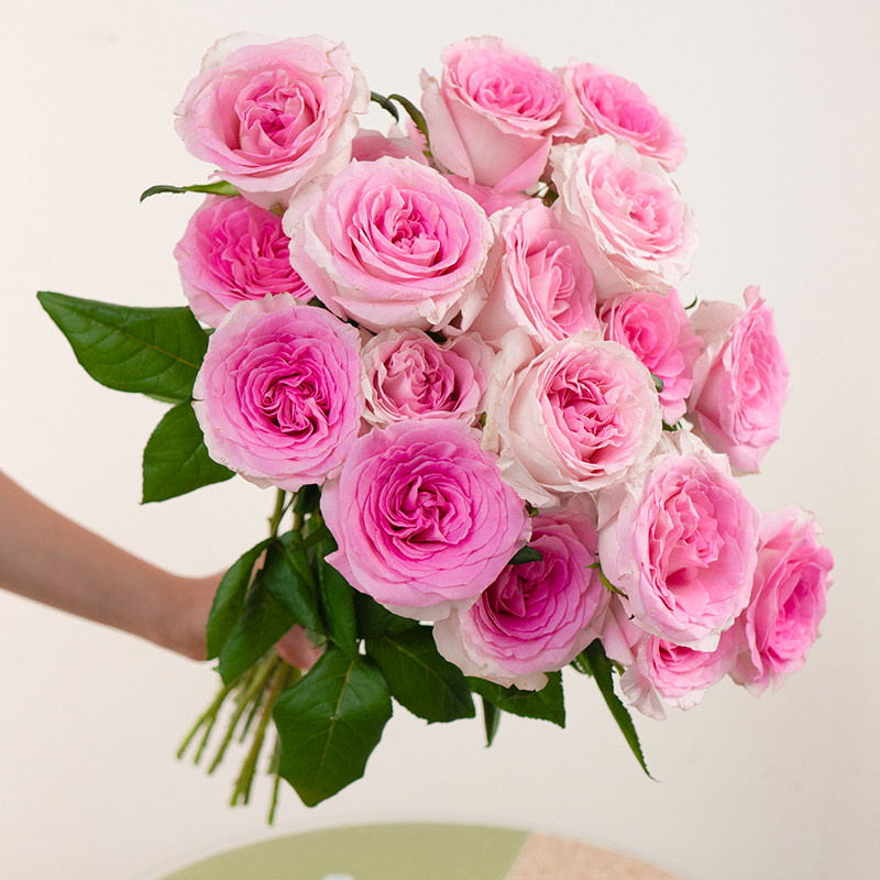 骄傲白雪山玫瑰鲜花云南昆明基地现采直发家庭水养鲜切花高原红,淘宝优惠券,粉丝福利购,淘宝优惠卷