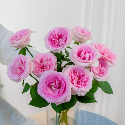玫瑰花洛神玫瑰鲜花云南基地直发家庭水养鲜切花 - 图1