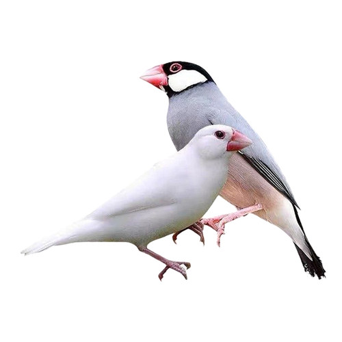 珍珠鸟活体宠物灰白珍珠文鸟十姐妹保姆种鸟繁殖小幼鸟袖珍鸟 - 图3