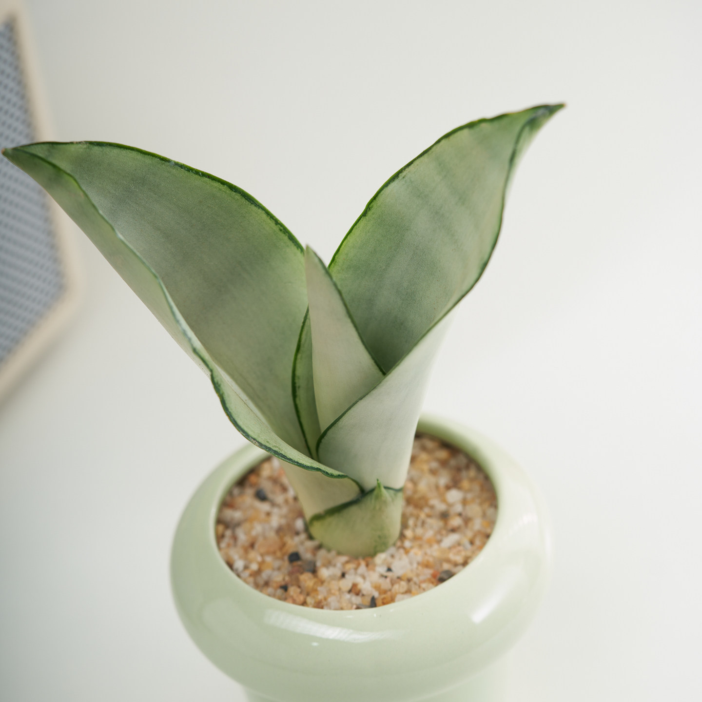 白玉虎皮兰盆栽室内虎尾兰办公室工位桌面绿植高档奶油风植物摆件,淘宝优惠券,粉丝福利购,淘宝优惠卷