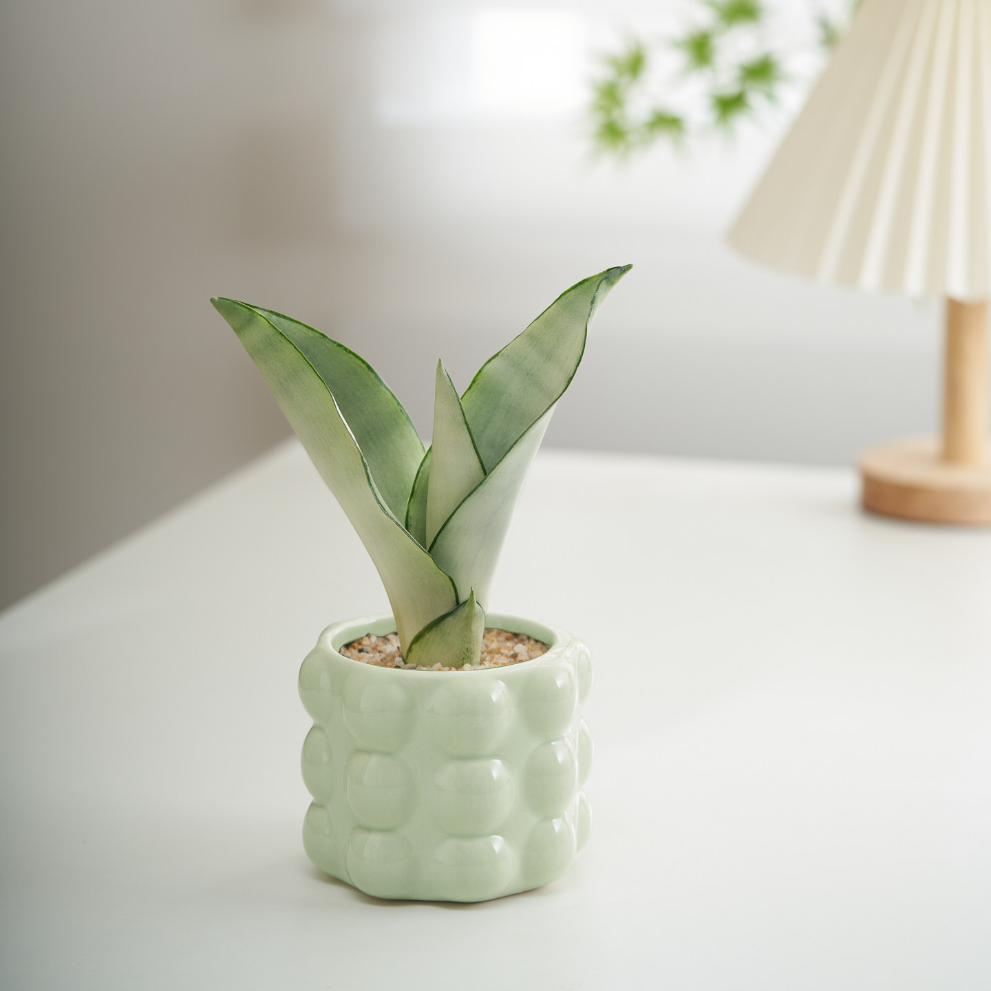 白玉虎皮兰盆栽室内虎尾兰办公室工位桌面绿植高档奶油风植物摆件,淘宝优惠券,粉丝福利购,淘宝优惠卷