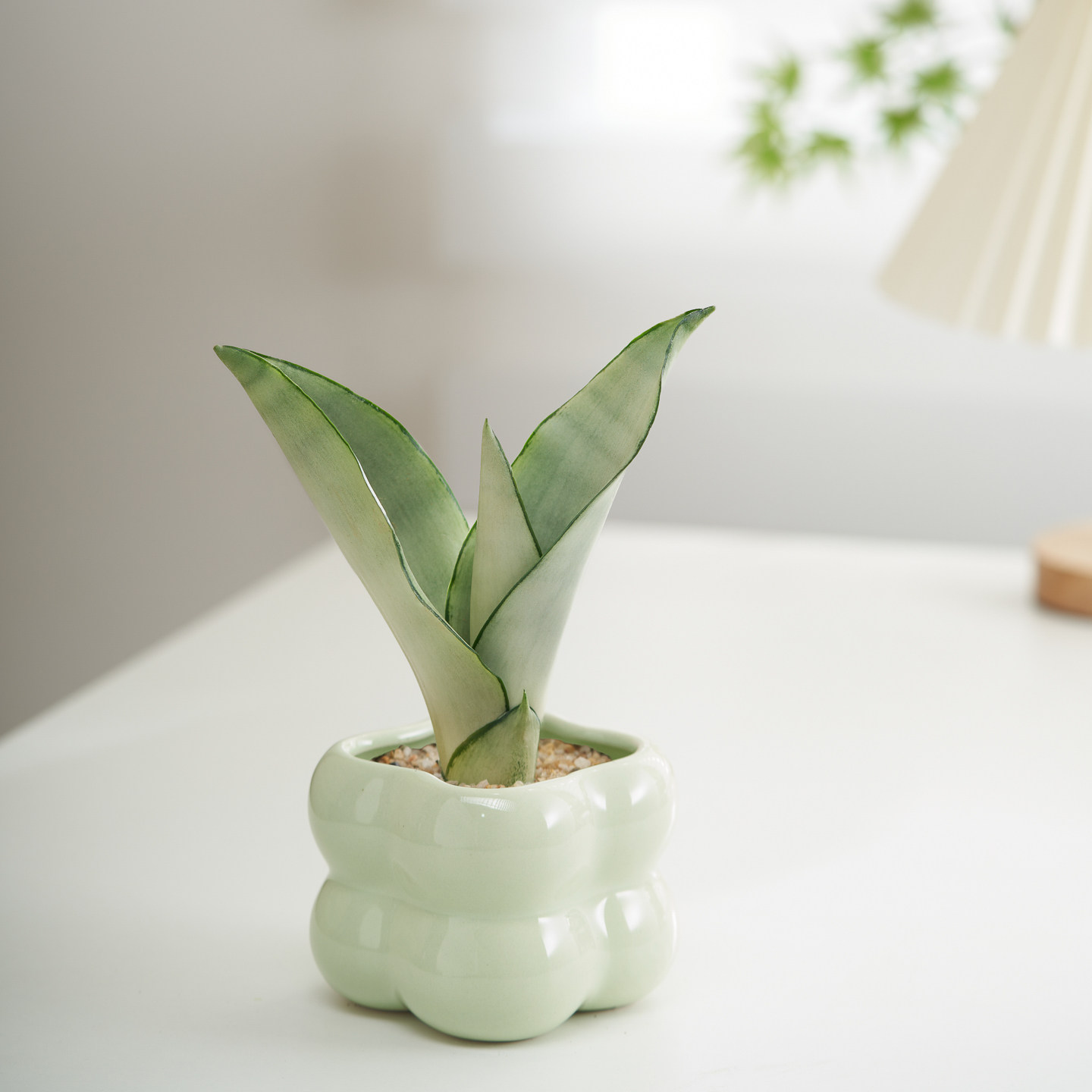 白玉虎皮兰盆栽室内虎尾兰办公室工位桌面绿植高档奶油风植物摆件,淘宝优惠券,粉丝福利购,淘宝优惠卷