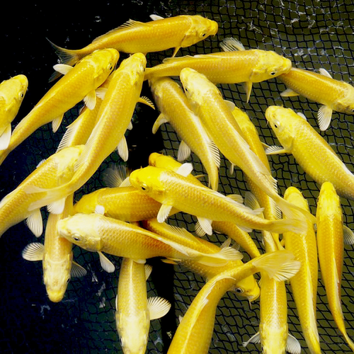 黄金锦鲤锦鲤鱼苗红草金好养龙凤风水鱼锦鲤小鱼苗淡水冷水观赏鱼 - 图1