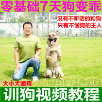 Training Dog Tutorial Training Dog Gold Wool Side Pastoral Training Tutorial Zero Foundation Dog Fixed Point Upper Toilet Bowels