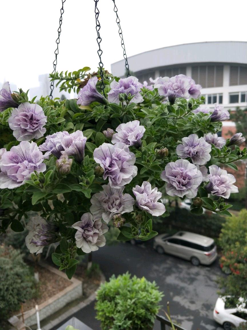 超级重瓣矮牵牛冰淡紫伊丽莎白垂吊牛盆栽花苗四季大号阳台33包邮 - 图0