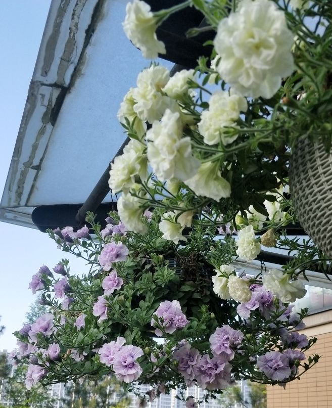 超级重瓣矮牵牛冰淡紫伊丽莎白垂吊牛盆栽花苗四季大号阳台33包邮 - 图1