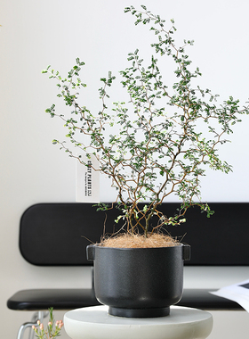侘寂风陶瓷绿植花盆品牌设计