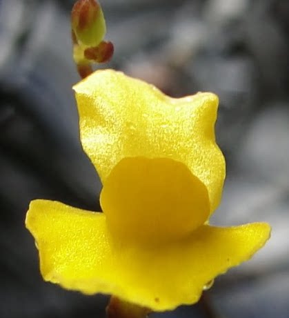 食虫植物-索菲利亚狸藻 Utricularia trichophylla 高级 稀有 - 图1