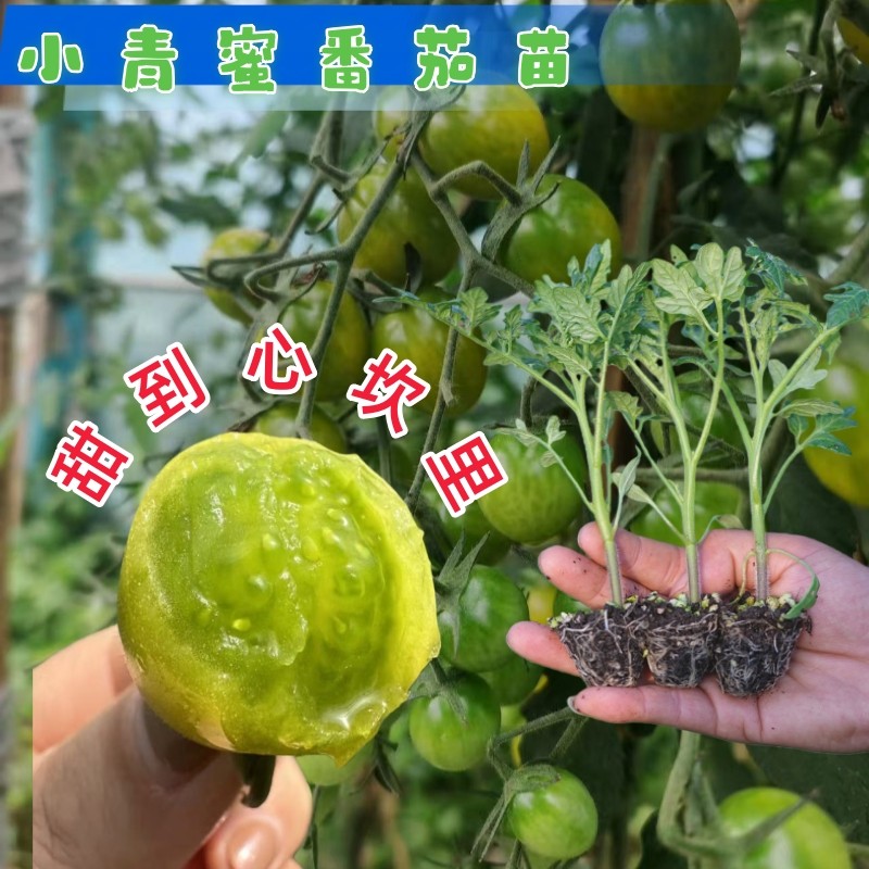 小青蜜番茄苗纯甜无酸西红柿圣女果苗绿番茄种苗阳台盆栽蔬菜苗,淘宝优惠券,粉丝福利购,淘宝优惠卷