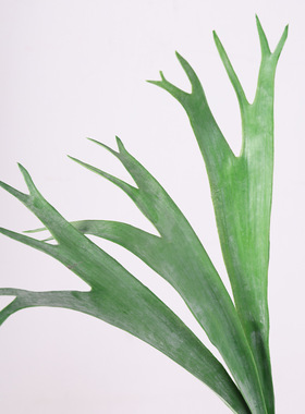 仿真手感软胶 鹿角兰叶 植物叶子家居酒店软装饰工程造景婚庆