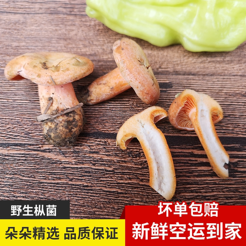 2026新鲜谷熟菌菇朵500g黄谷熟云南野生菌蘑菇铜绿重阳紫花乌枞菌 - 图0