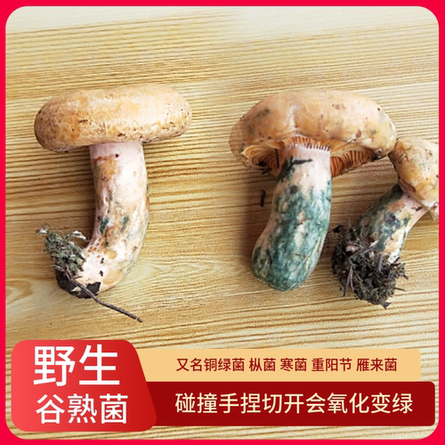2026新鲜谷熟菌菇朵500g黄谷熟云南野生菌蘑菇铜绿重阳紫花乌枞菌 - 图1