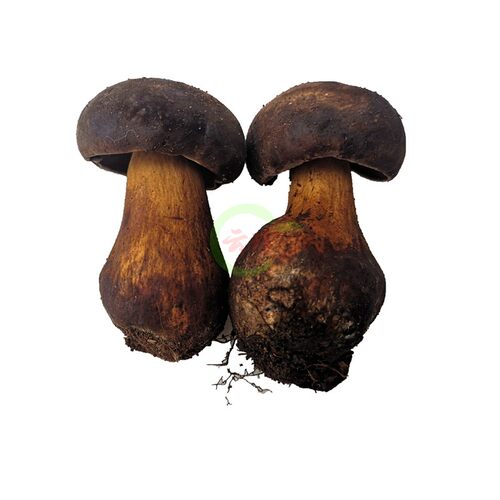 25年现货新鲜野生黑牛肝菌2斤云南特产蘑菇野生菌 鲜大脚菇黑见手 - 图3