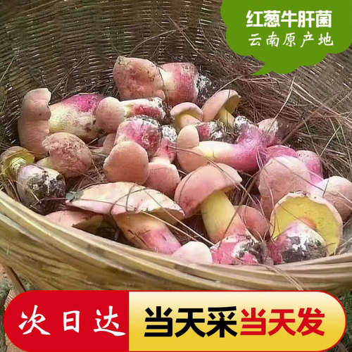 现货新鲜红葱牛肝菌500g黑黄白葱兰茂云南野生菌子变色蘑菇见手青 - 图1