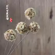 风车花干 新人首单立减十元 21年7月 淘宝海外