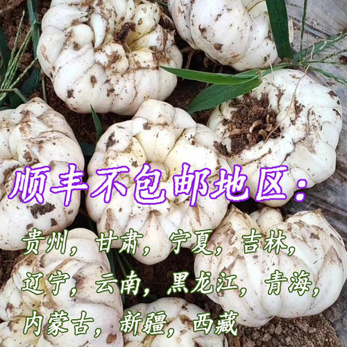 2026年宜兴新鲜大百合5斤3斤1000g宜兴特产现挖农家食用微苦百合 - 图1