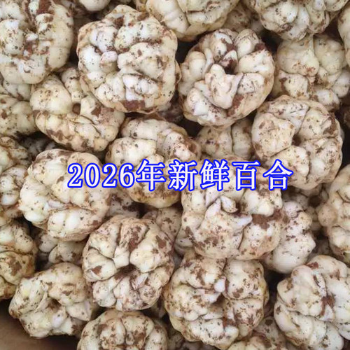 2026年宜兴新鲜大百合5斤3斤1000g宜兴特产现挖农家食用微苦百合 - 图2
