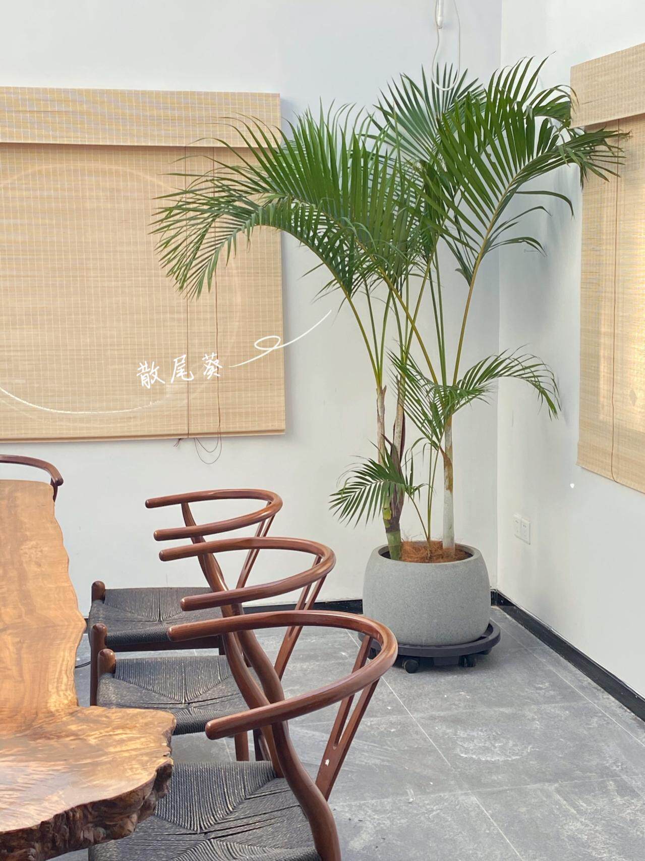 老桩散尾葵凤尾竹大型网红植物室内客厅阳台吸甲醛净化空气绿植大