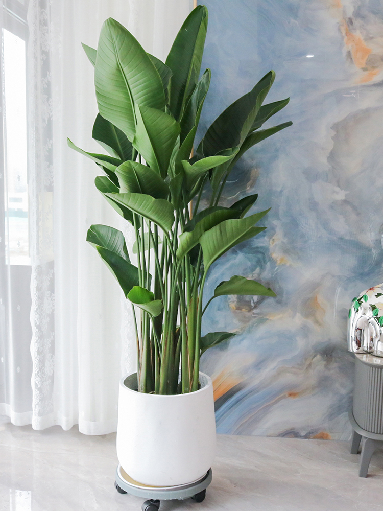 天堂鸟鹤望兰盆栽室内大型植物净化空气吸甲醛客厅花卉办公室绿植 - 图1