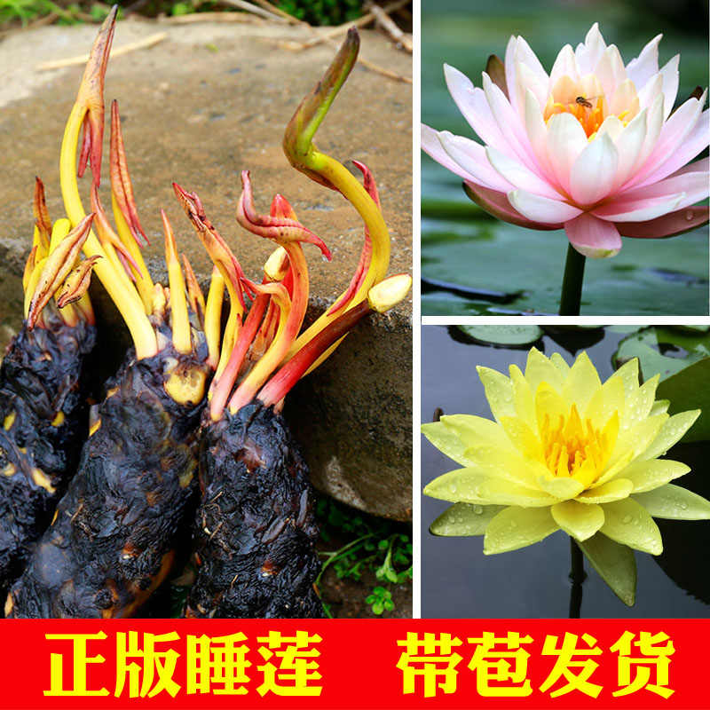 睡莲根块迷你 新人首单立减十元 22年6月 淘宝海外 睡莲根块迷你 新人首单立减十元 22年6月 淘宝海外