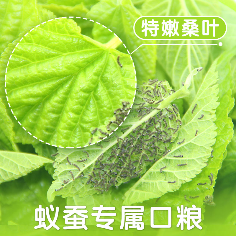 新鲜桑叶蚕宝宝食物农家桑树现摘鲜嫩蚕饲料口粮无污染送养蚕工具