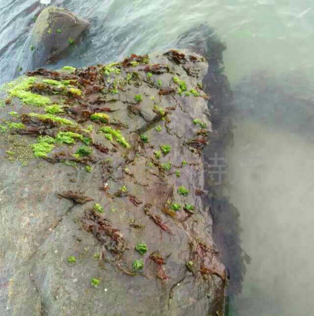 天然红藻野生红皮藻类礁石红海藻日晒大西洋红皮藻干货250g包邮-图2