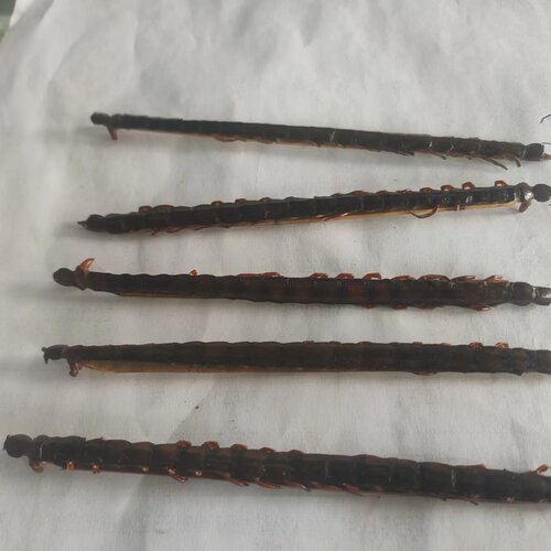 11cm公分蜈蚣干 蜈蚣皮 红头蜈蚣 蜈蚣 中药材足干 满百包邮 - 图2