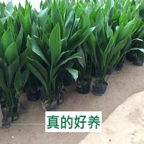 四季常青花卉 一叶兰 室内盆栽观叶绿植客厅耐寒耐耐旱 蜘蛛抱蛋 - 图0
