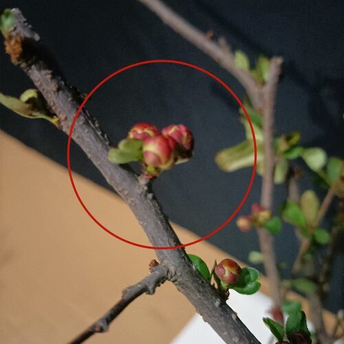 原生海棠树苗世界一号海棠花苗大富贵长寿乐海棠庭院绿植阳台花卉 - 图2