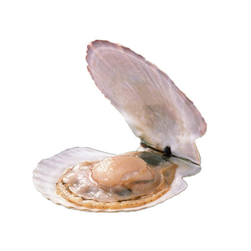 上海4两-1斤一只鲜活扇贝王野生海鲜新鲜大连獐子岛水产超大扇贝 - 图3