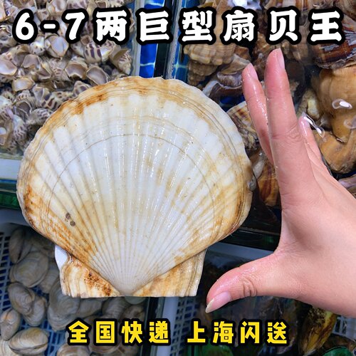 上海4两-1斤一只鲜活扇贝王野生海鲜新鲜大连獐子岛水产超大扇贝 - 图0