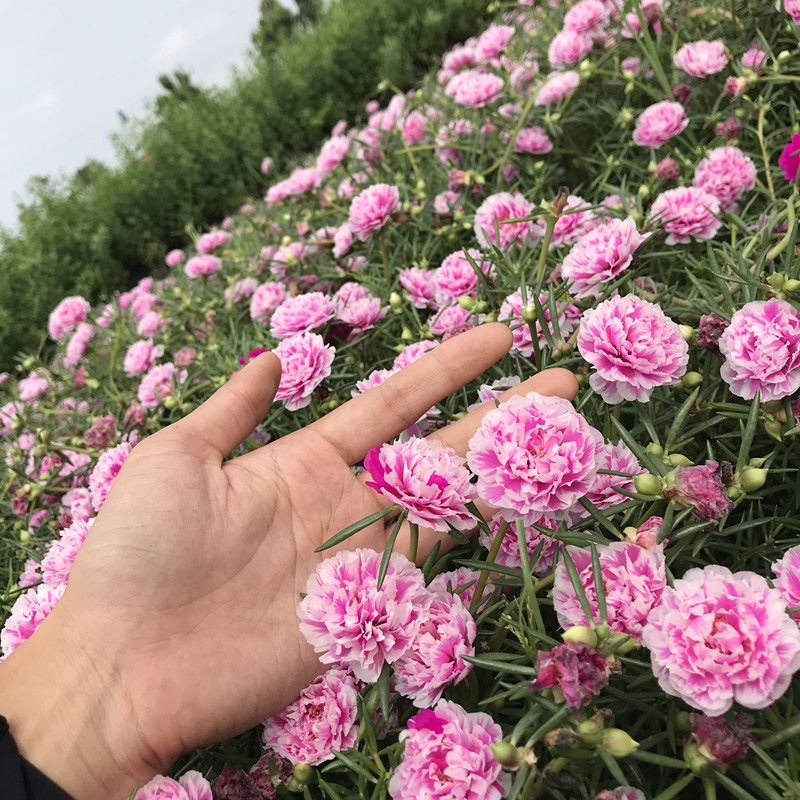 太阳花苗四季种夏秋开花带根带花苞枝条耐热庭院植物盆栽花卉重瓣 - 图0